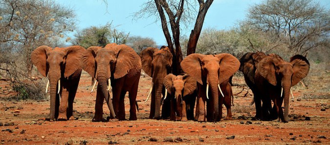 Did you know paper can be made from elephant poo?