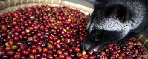 Luwak eating coffee berries