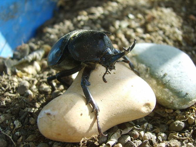 Scarab_beetle_on_a_rock